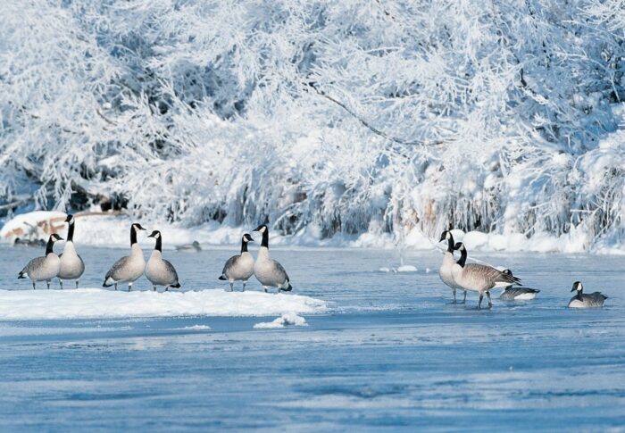 Canada geese in winter.