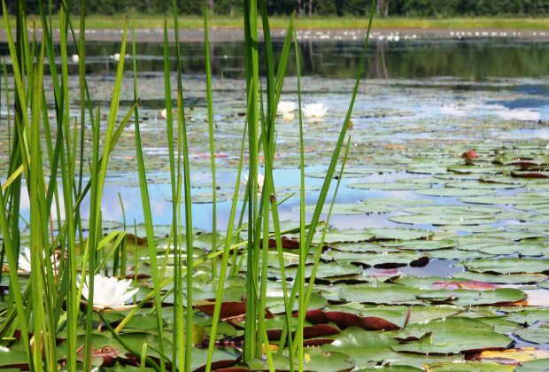 Pond Press