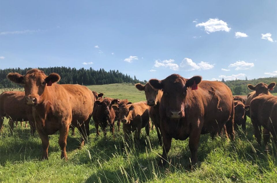 Cattle in a field