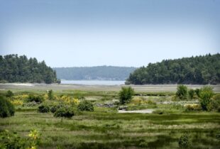 Wetland and Estuary Acquisition