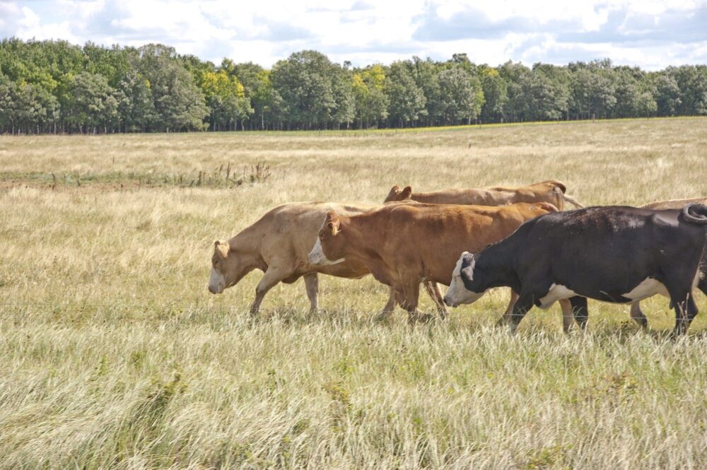 DUC & CPS announce forage incentive program for producers