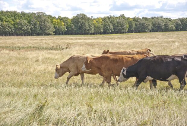 Forage program offers farmers a financial break