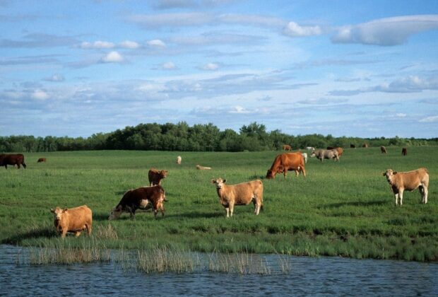 Grazing Clubs