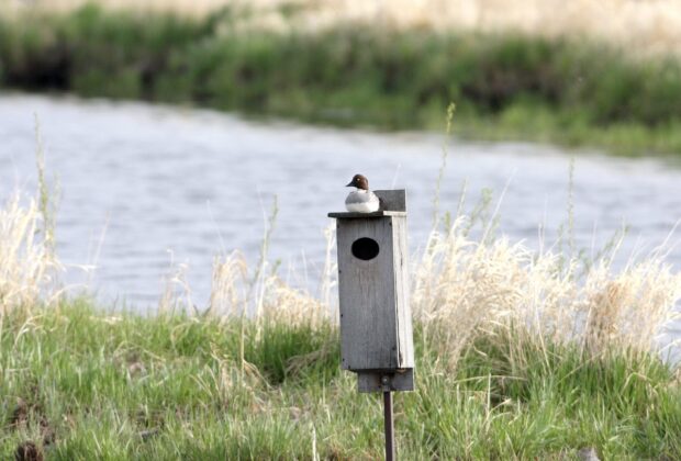 Nest Box Maintenance Program