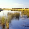 Wetland Restoration