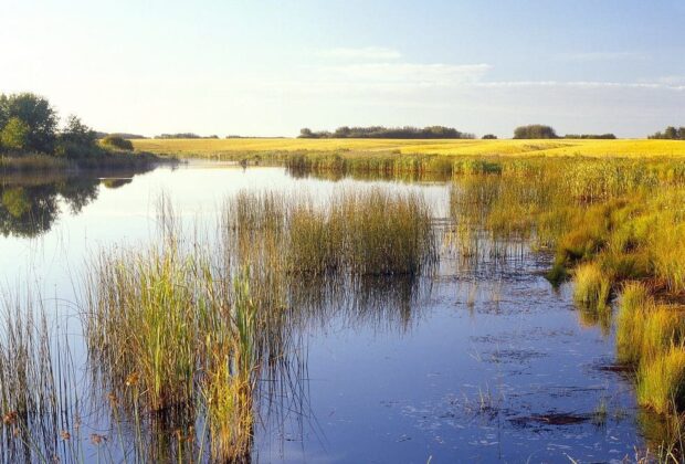 Wetland Restoration