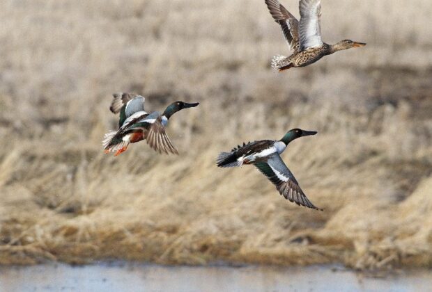 Wetland Restoration Lease Program