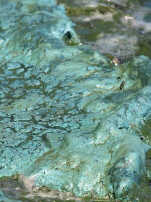 How much can wetlands help reduce summer algae outbreaks?