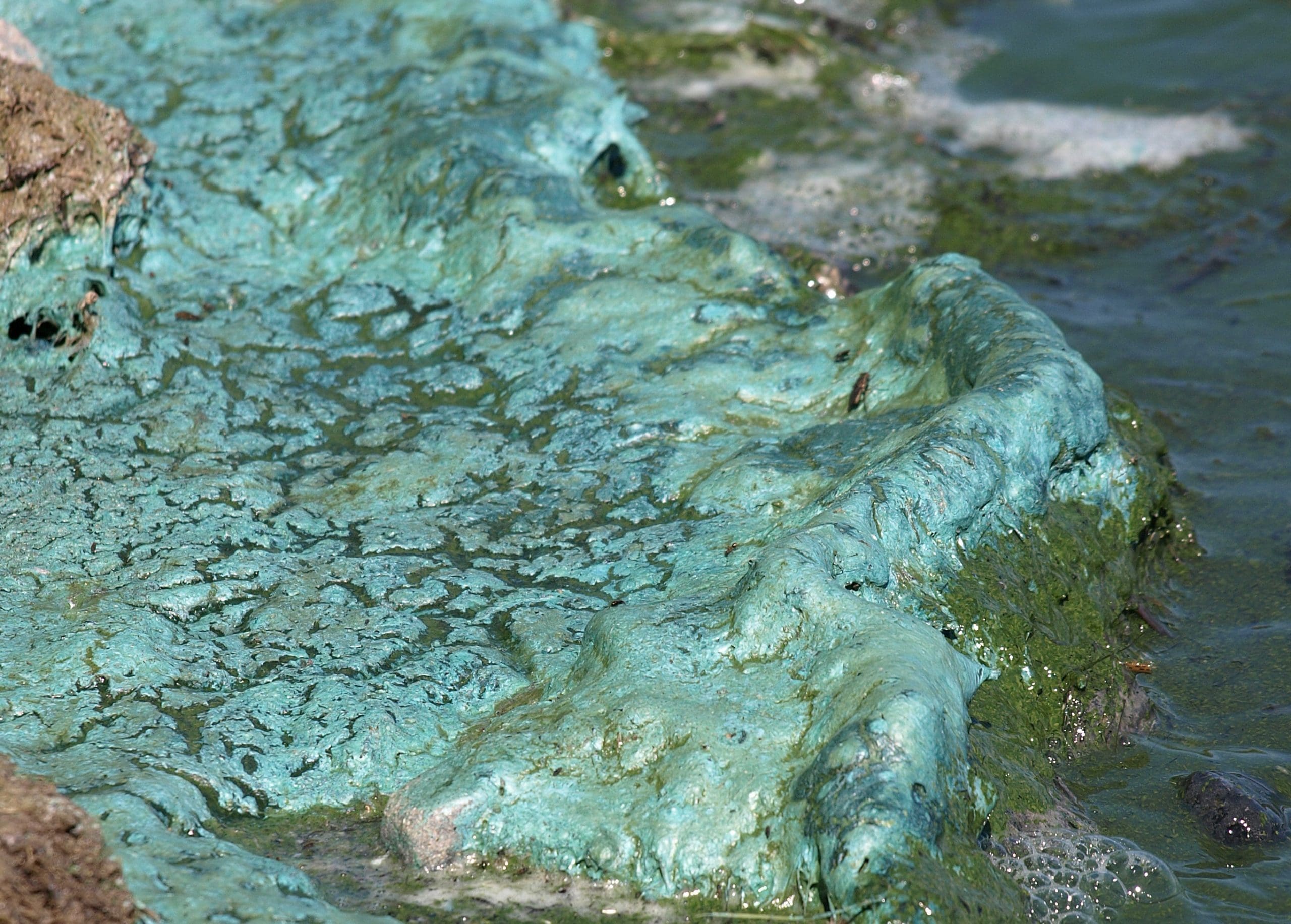 Great lakes algae