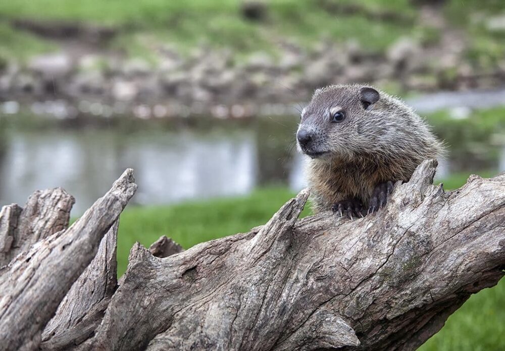 Stepping out of the shadow – make way for wetlands on Groundhog Day