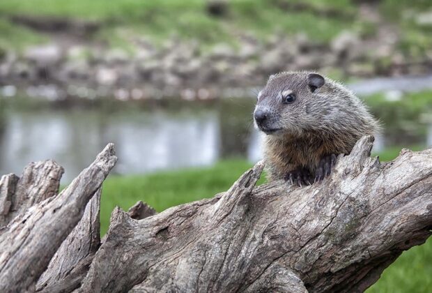 Stepping out of the shadow – make way for wetlands on Groundhog Day