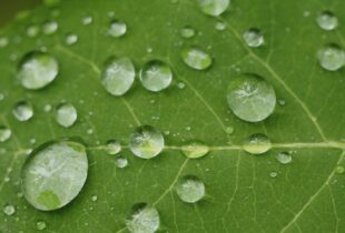 Seeing green