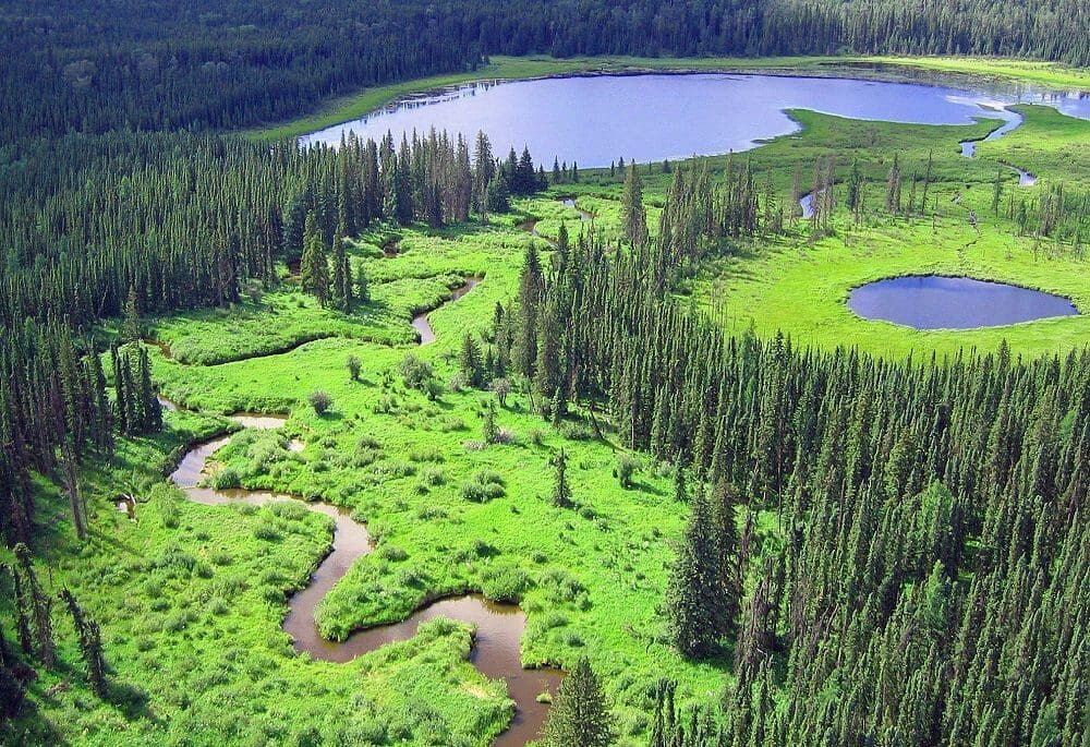 Clean water starts with healthy wetlands