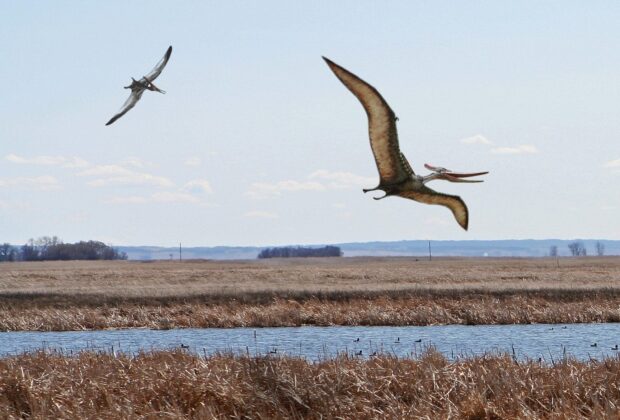 Long-lost species returns to the prairies