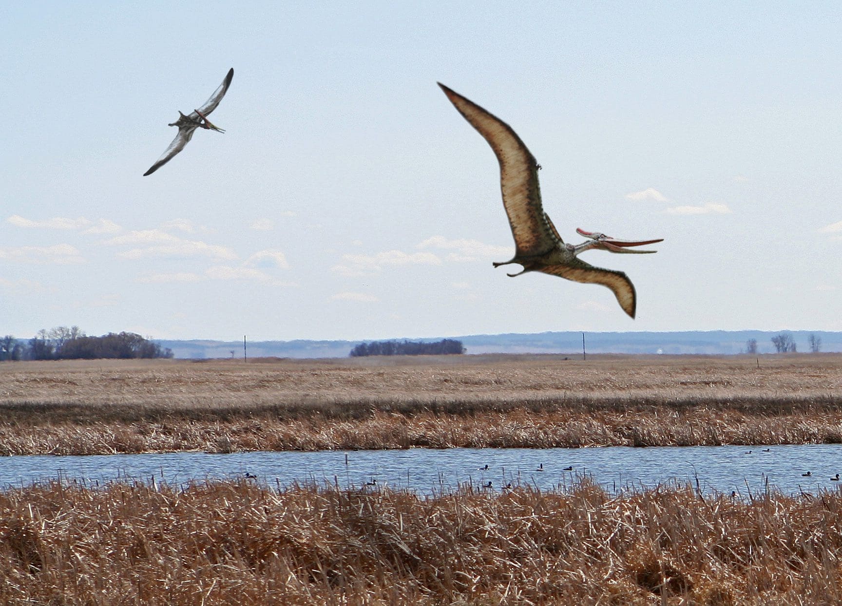 Long-lost species returns to the prairies