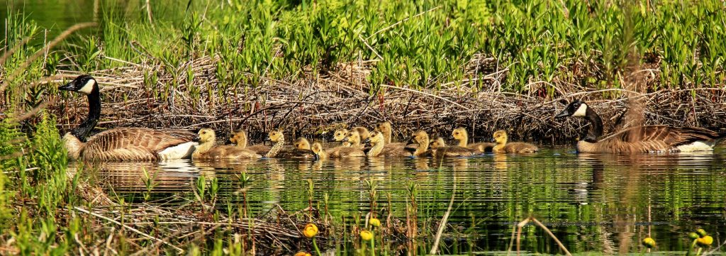 Wildlife at a Verona area wetland