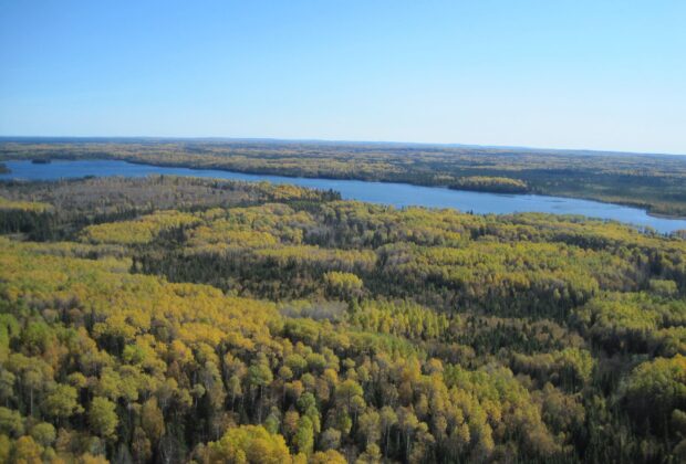 Managing forests that conserve wetlands and water quality