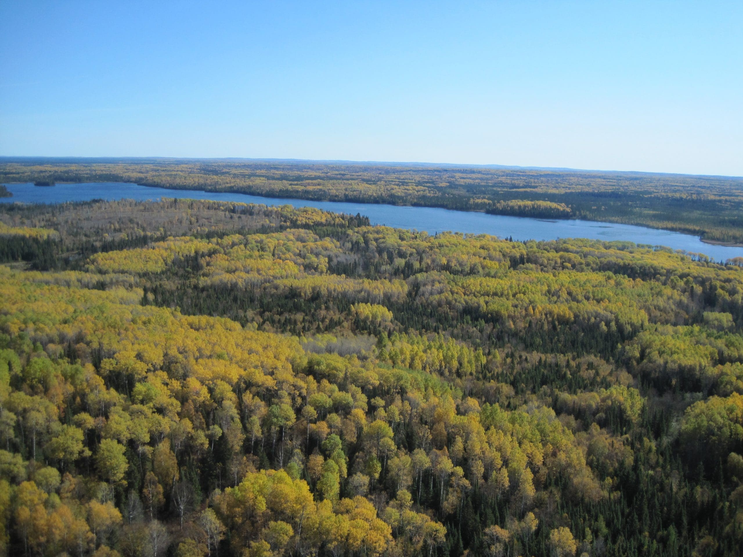 Managing forests that conserve wetlands and water quality