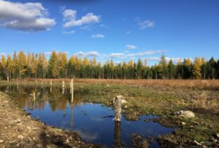 New life for an old marsh