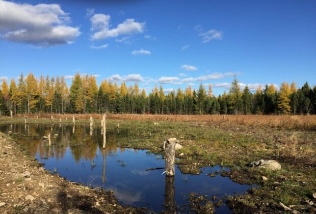 New life for an old marsh