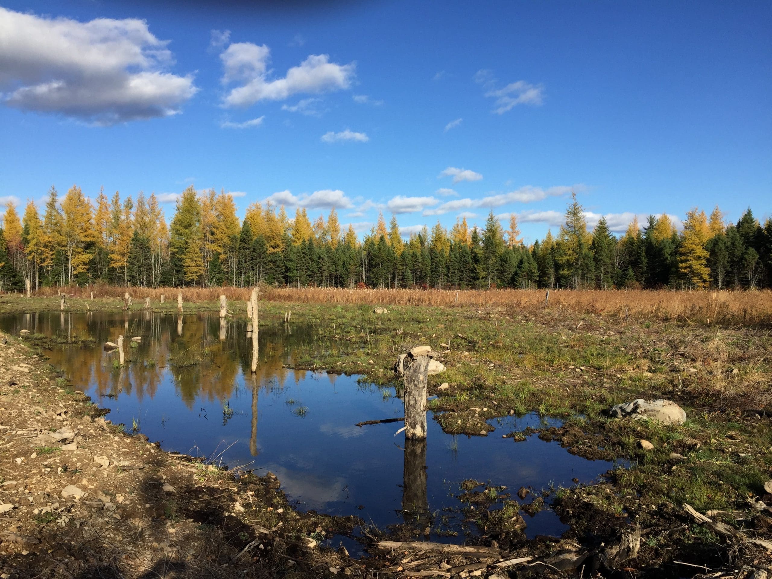 New life for an old marsh