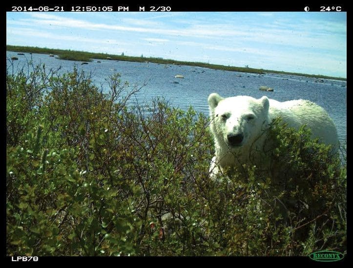 Polar bear in the Arctic