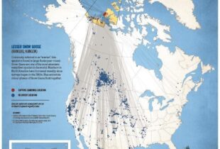 Migratory Connections