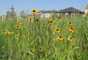 Why gardeners should read-up before digging in