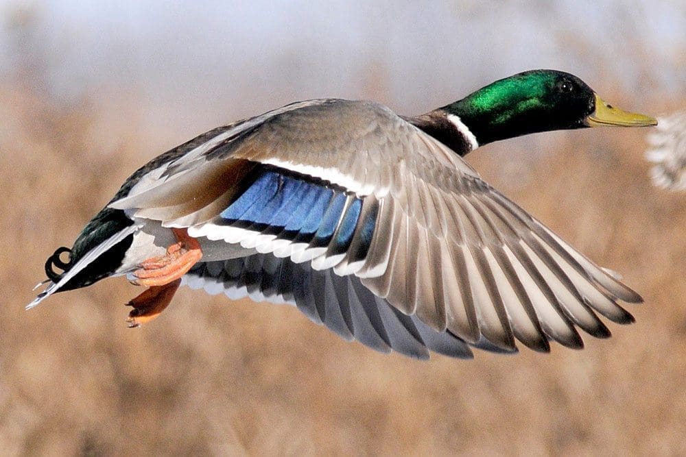 duck-flying