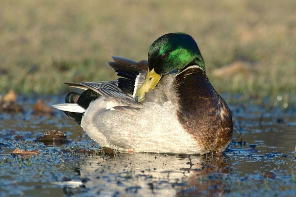 Duck preening it's feathers