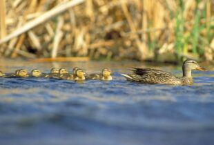 Wetlands, partnerships critical to keeping migratory birds part of our lives