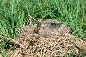 Hen sitting on an egg