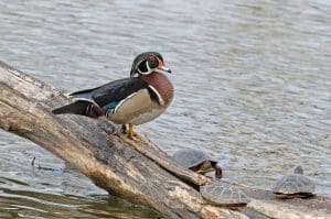 wood duck on log next to turtles