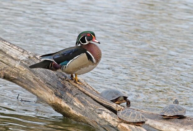 Bird conservation in the spotlight