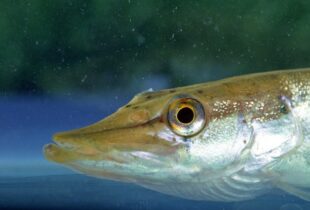 Fishing for the future