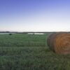 Saskatchewan Hay and Grazing Tenders