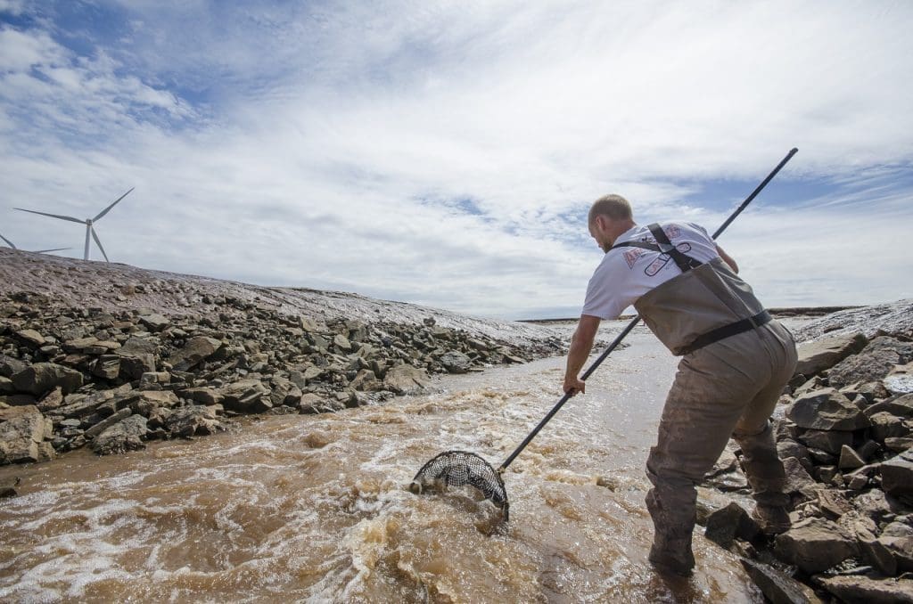 Fish Tagging