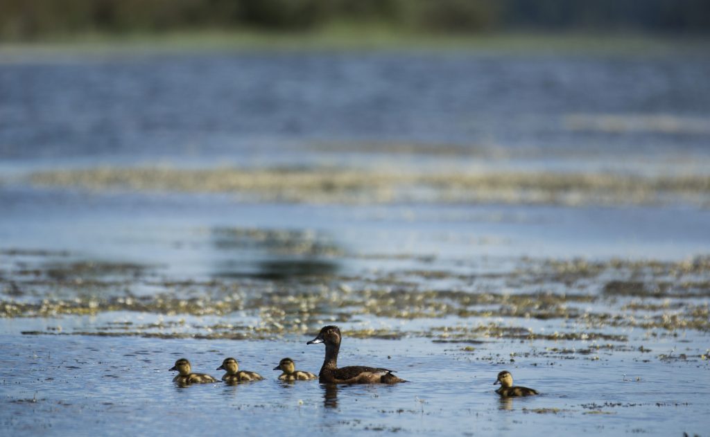 A family of ducks swimming