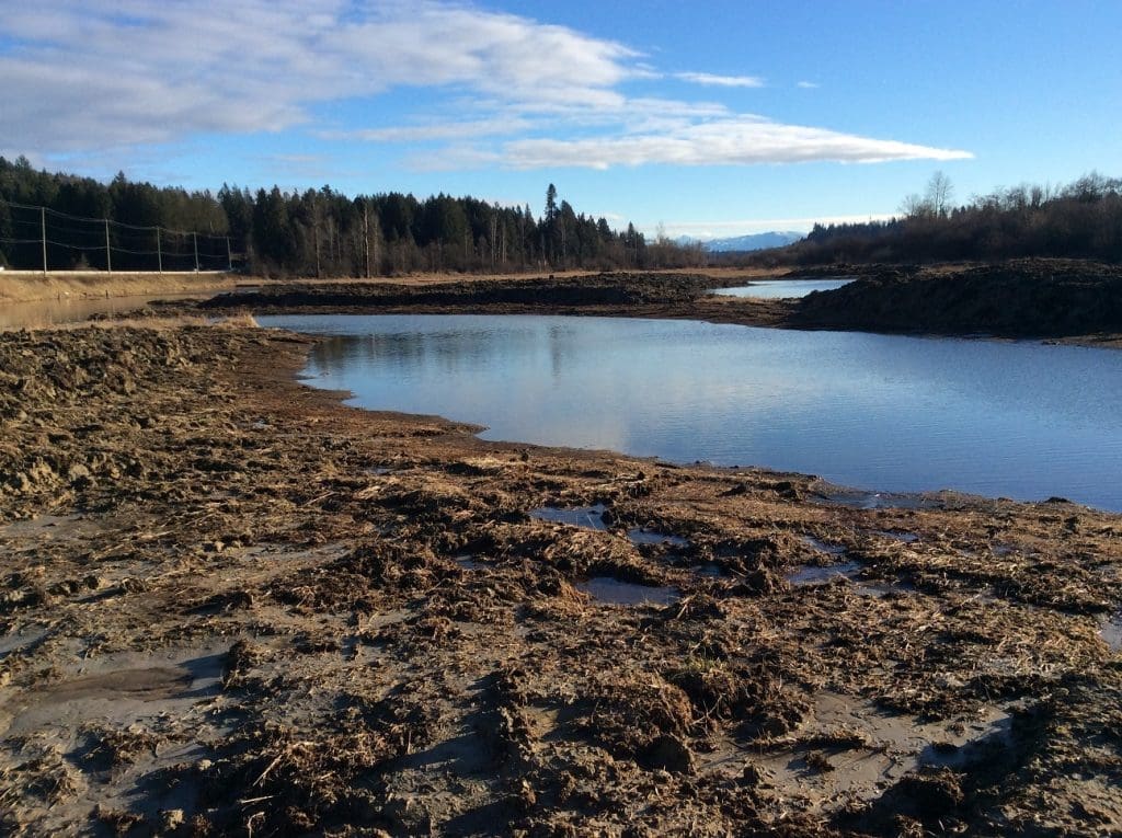 Wetland projects and invasive species