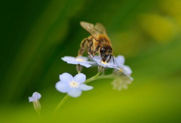 Insects on call