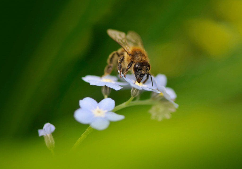 Insects on call