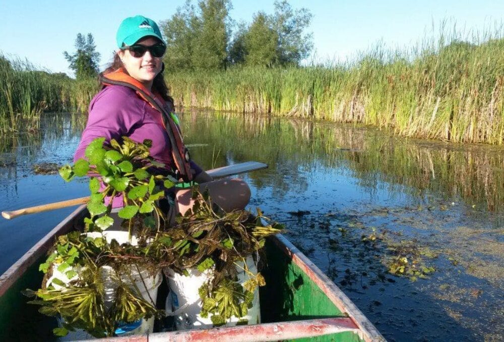 DUC staff working in Ontario to eradicate harmful invasive European water chestnut plants.