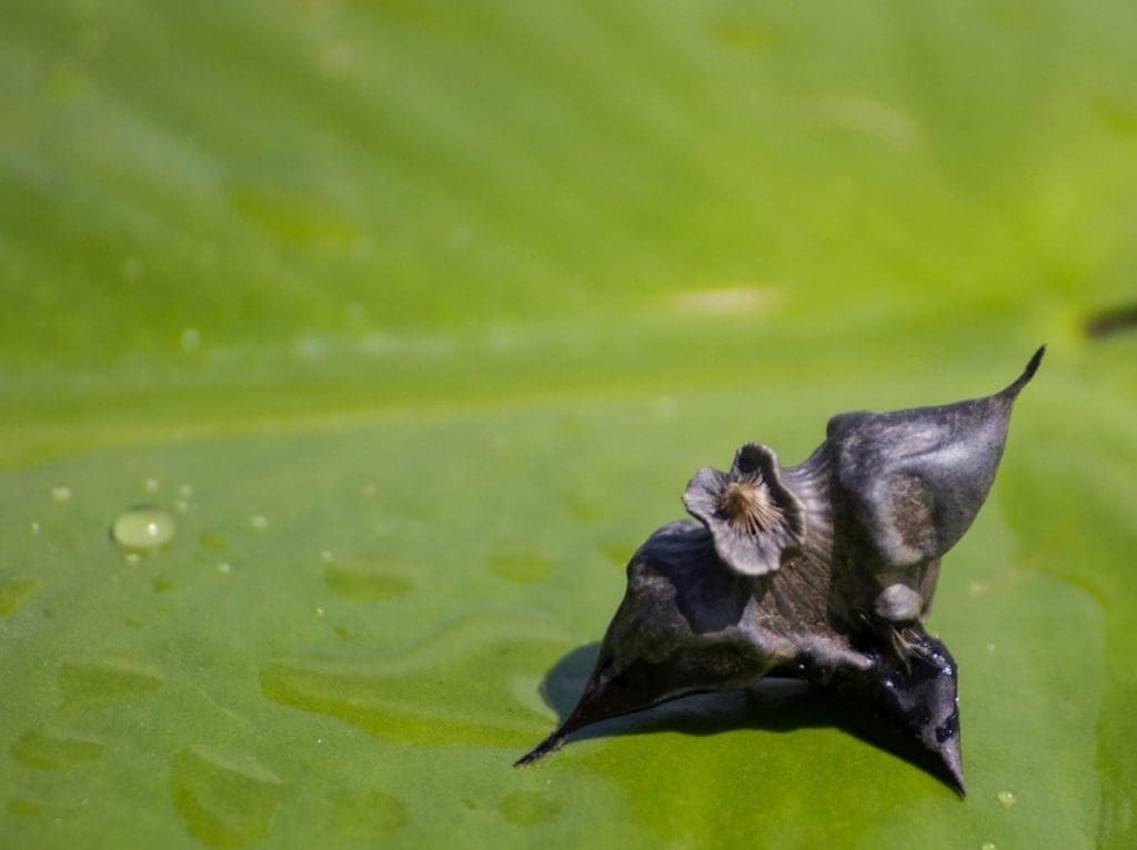 Water chestnut plant