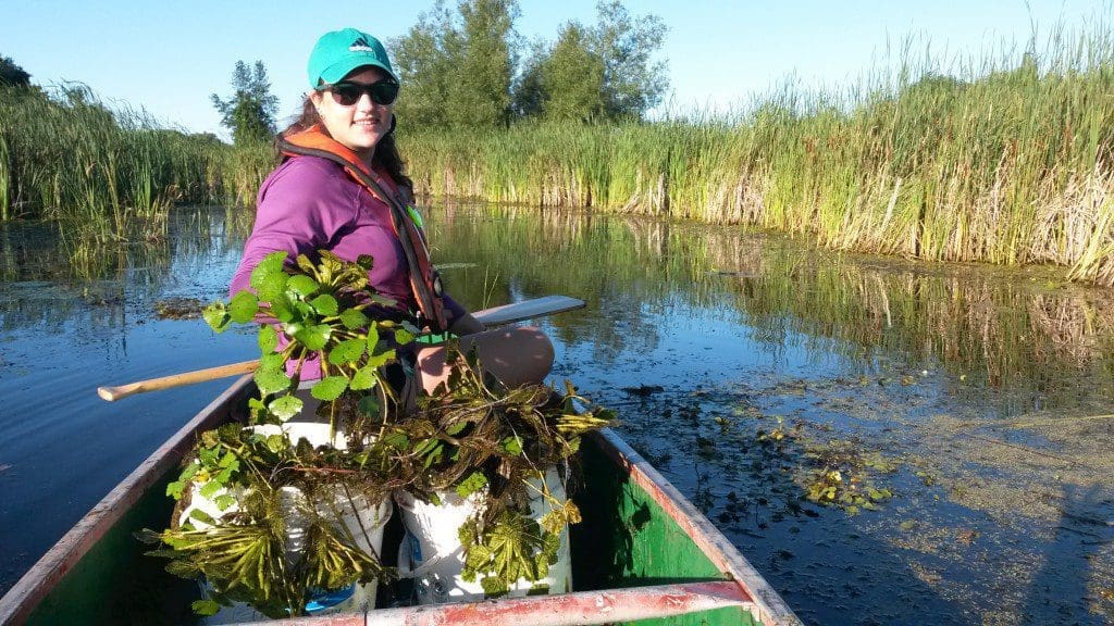 Working to eradicate the European water chestnut