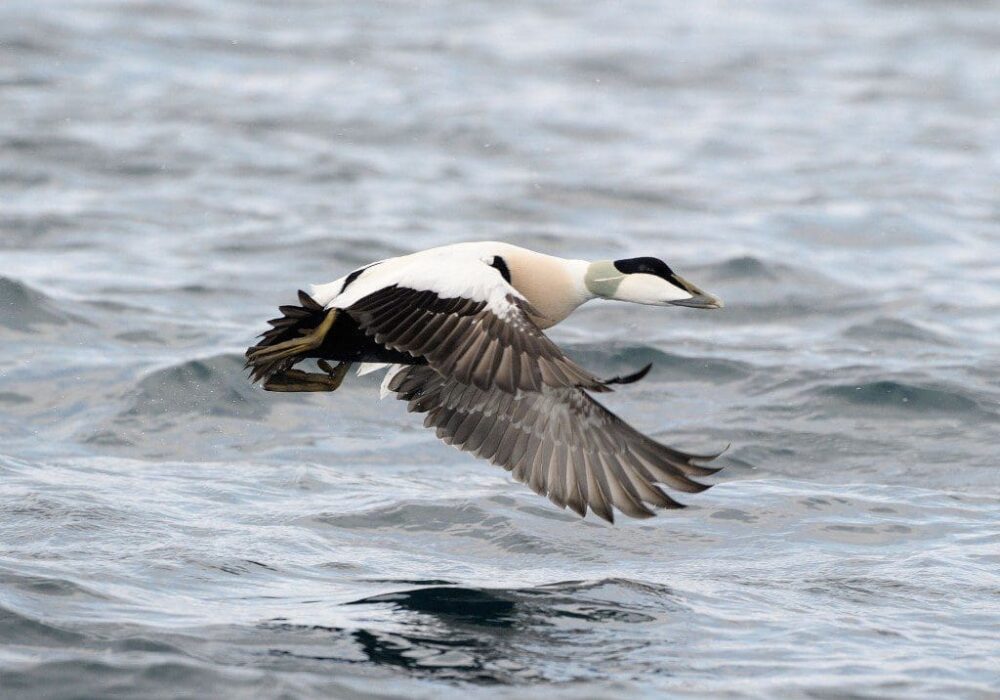 Common eider in flight