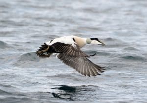 Eider