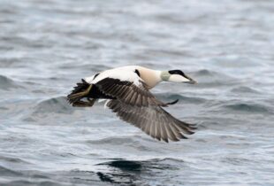 Taking action for our eiders