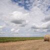 Hay for Tender: Manitoba