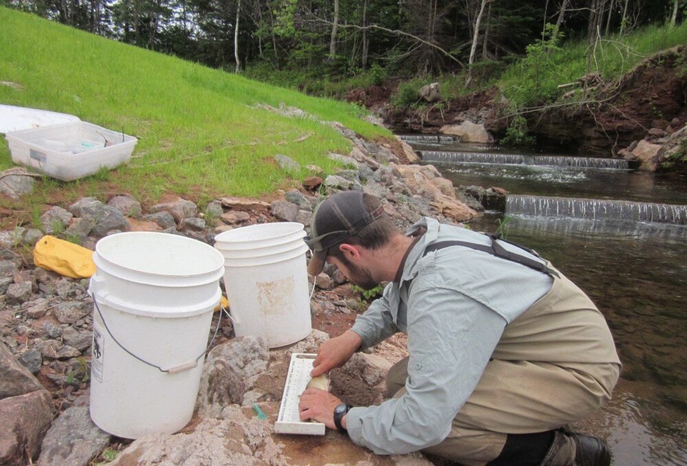 A researcher measures fish at the Stavert's Pond fish ladder, near Kensington, PEI.