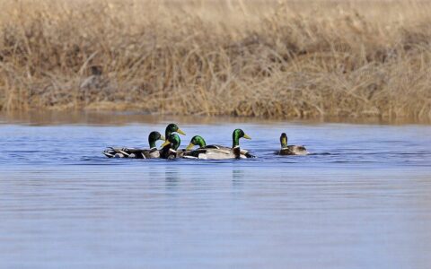 Avian influenza in Canada